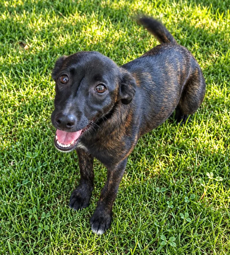 A baby medium-sized female Brindle Mixed Breed dog named Reece for adoption in Mooresville, NC