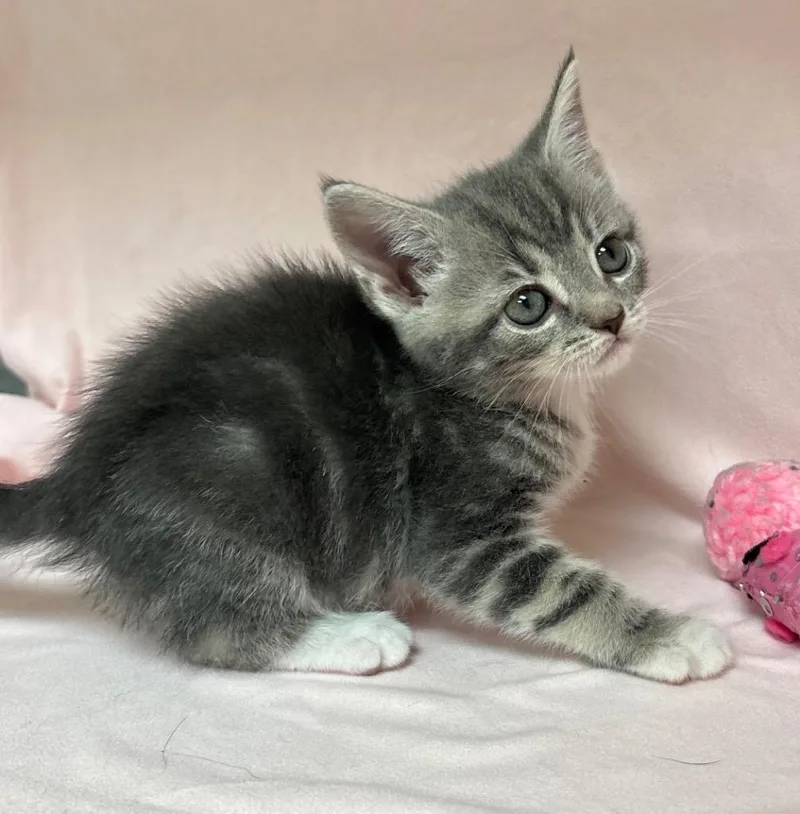 A baby medium-sized female Domestic Short Hair cat named Evelyn for adoption in Greeneville, TN