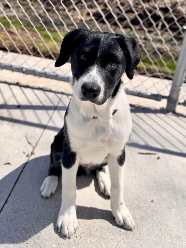 A baby medium-sized female Beagle dog named Runt Runt for adoption in Muskegon, MI