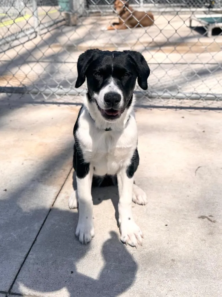 Runt Runt thumbnail 2