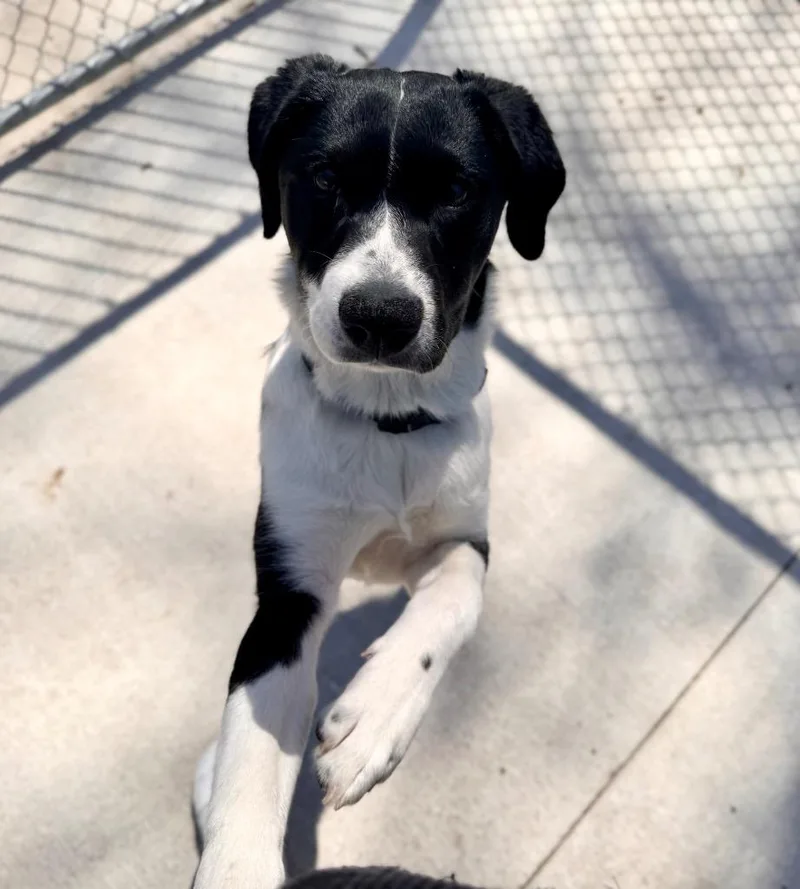 Runt Runt thumbnail 3