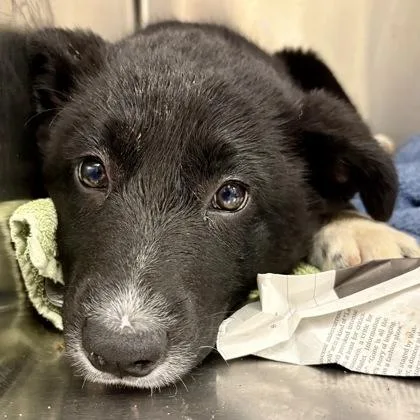 A baby medium-sized female Australian Cattle Dog / Blue Heeler dog named Dark Chocolate for adoption in Sacramento, CA