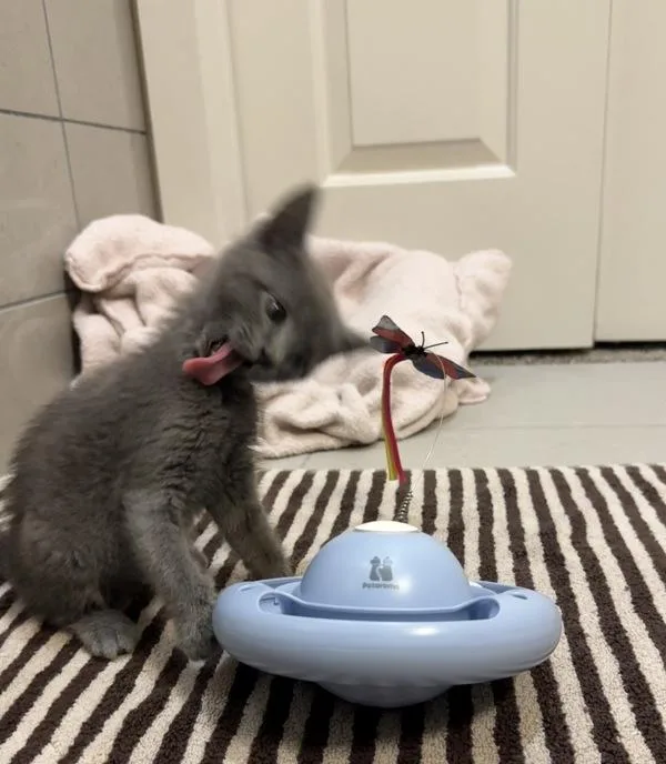 A baby small-sized female Domestic Short Hair cat named Scoot for adoption in Austin, TX