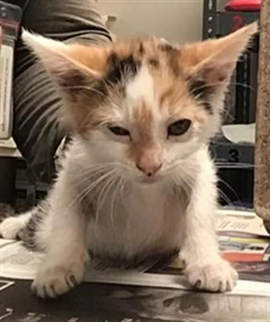 A baby small-sized female Domestic Short Hair cat named Sporty Spice for adoption in Riverside, CA