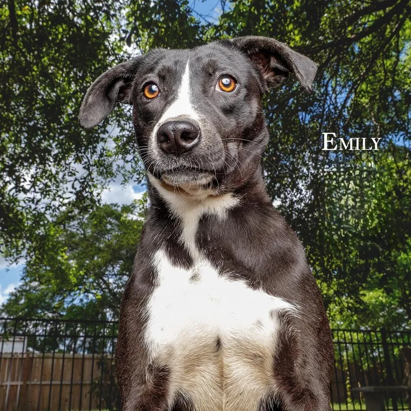 An adult medium-sized female Tricolor (Brown, Black, & White) Catahoula Leopard Dog dog named Emily for adoption in Clinton, ME