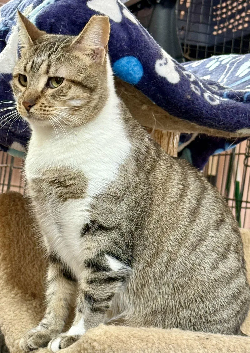 A young medium-sized female Domestic Short Hair cat named Autumn for adoption in Maywood, IL