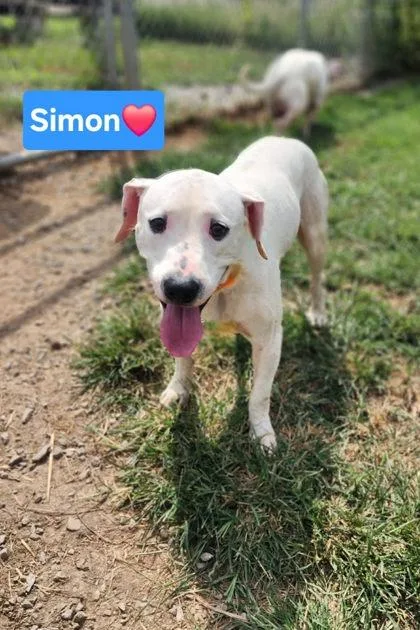 A young medium-sized male Hound dog named Simon for adoption in Clinton, MO