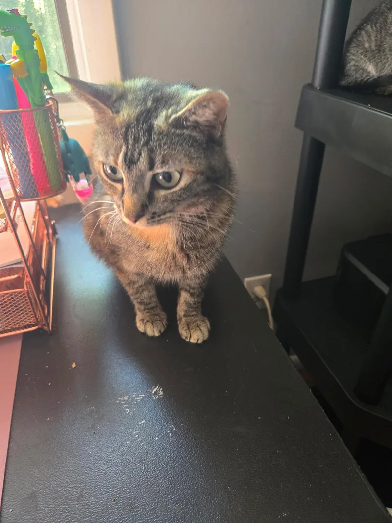 An adult medium-sized female Domestic Short Hair cat named Tanya for adoption in Succasunna, NJ