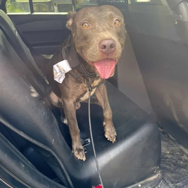 An adult large-sized male American Staffordshire Terrier dog named Juju for adoption in San Antonio, TX