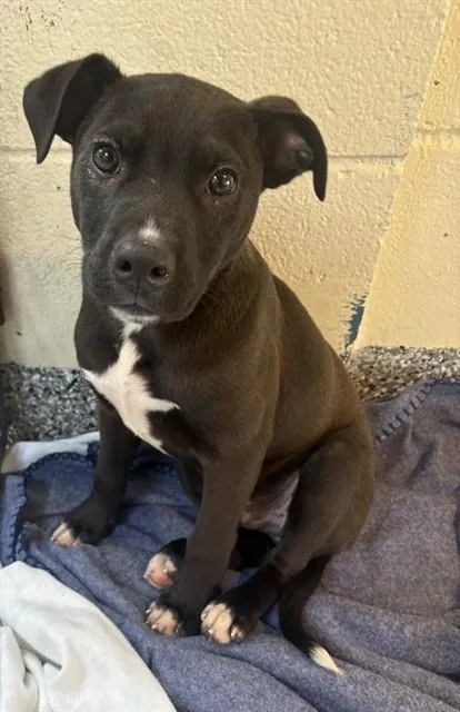 A baby medium-sized male Labrador Retriever dog named Tony for adoption in Brewster, MA