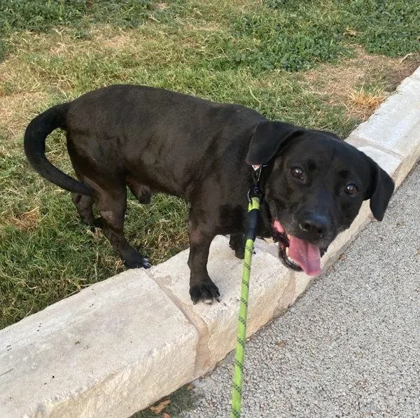 A senior large-sized male Labrador Retriever dog named Jay Jay for adoption in Austin, TX