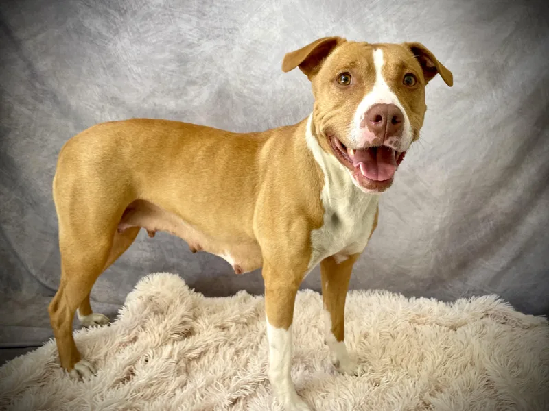 An adult medium-sized female Pit Bull Terrier dog named Honey for adoption in Salinas, CA