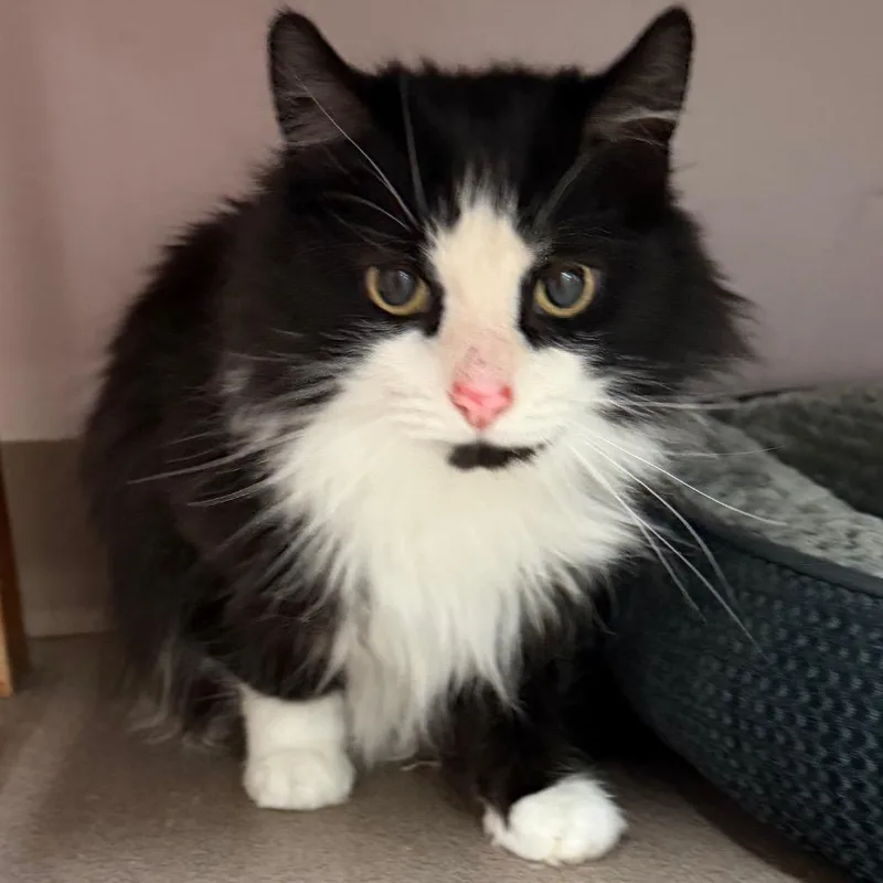 A senior medium-sized female Black Domestic Long Hair cat named Silvie for adoption in Middlebury, VT