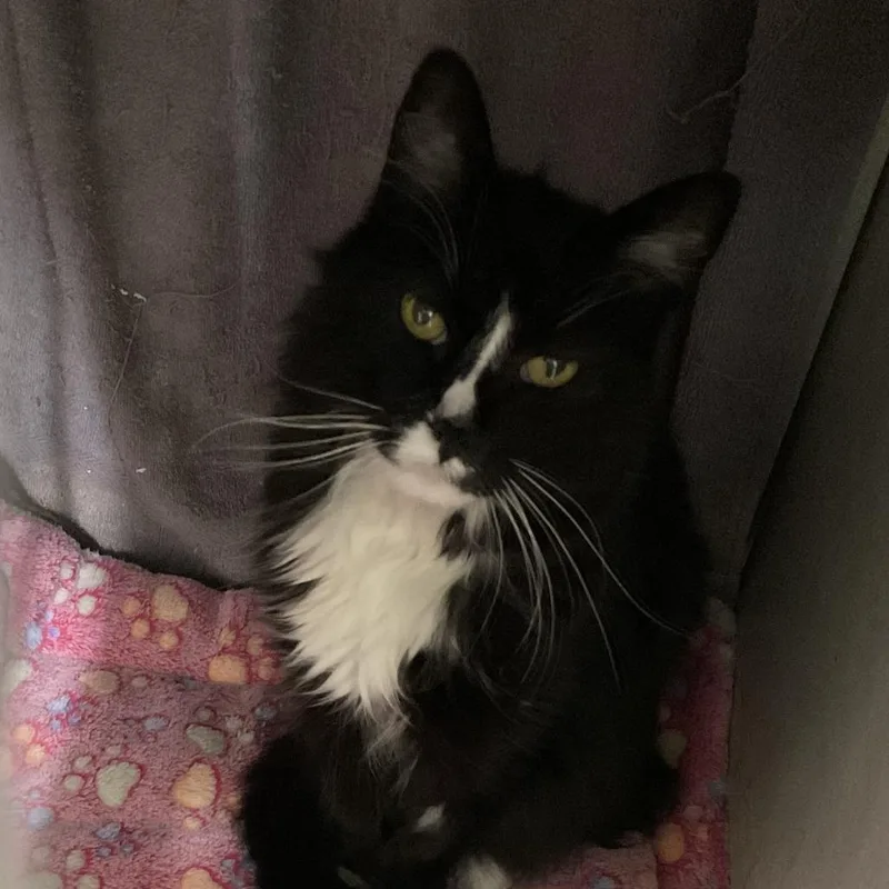 A senior medium-sized male Black Domestic Medium Hair cat named Boots for adoption in Colorado Springs, CO