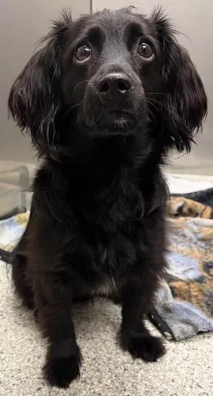 A young medium-sized male Dachshund dog named Poptart for adoption in Westminster, MD