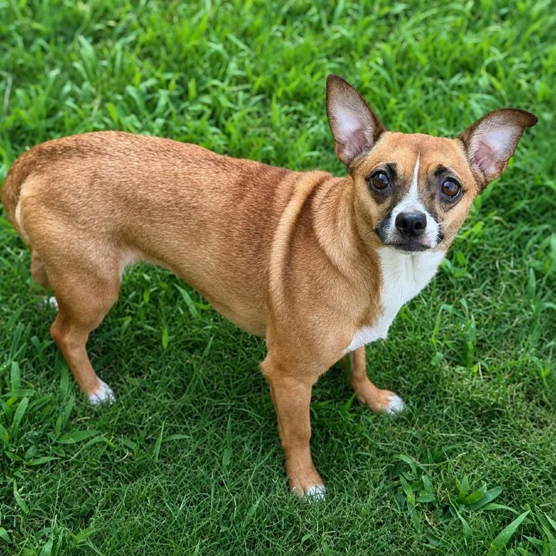 An adult small-sized female Brown / Chocolate Chihuahua dog named Baby Girl for adoption in Brownsboro, AL