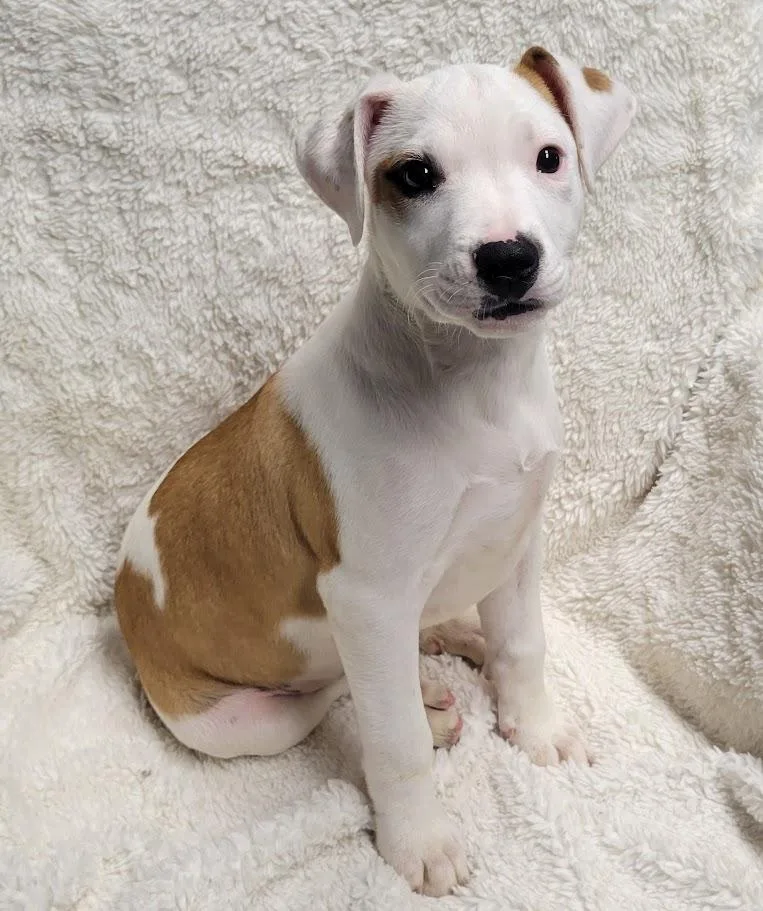 A baby large-sized female Red / Chestnut / Orange Pit Bull Terrier dog named Kizzy for adoption in Lisbon, OH