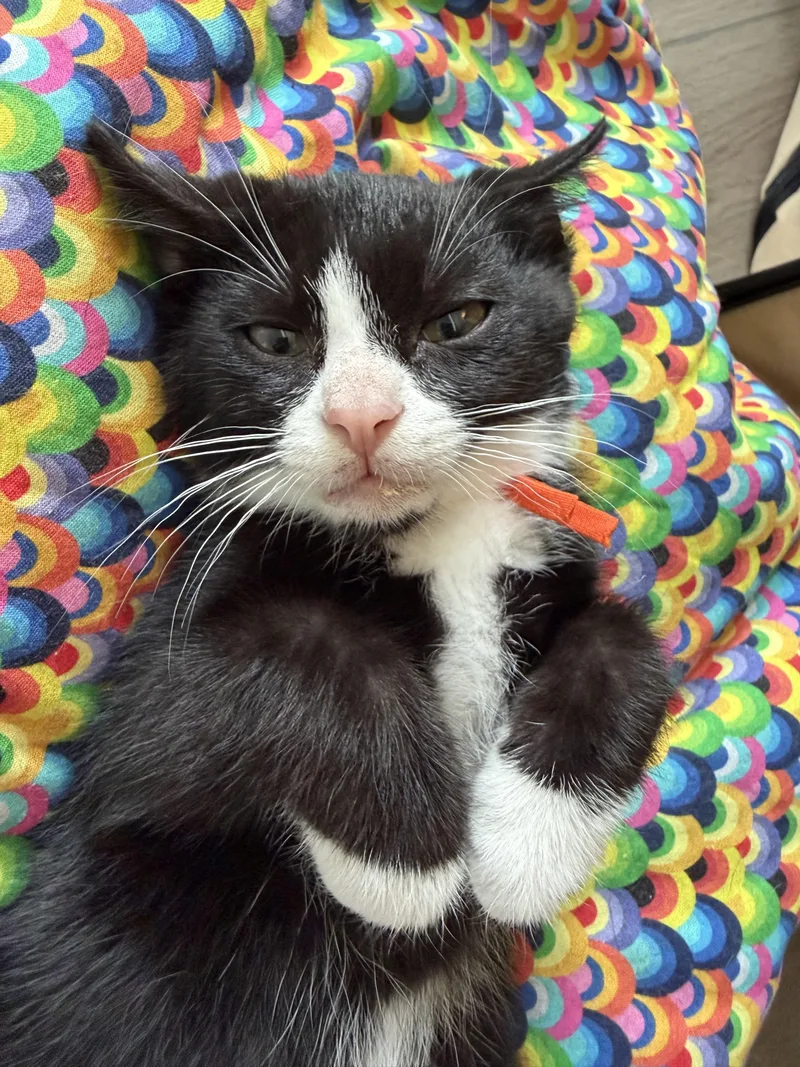 A baby medium-sized male Black & White / Tuxedo Domestic Short Hair cat named Enoki for adoption in Ephrata, WA