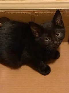 A baby medium-sized male Domestic Short Hair cat named Rian for adoption in Little Rock, AR