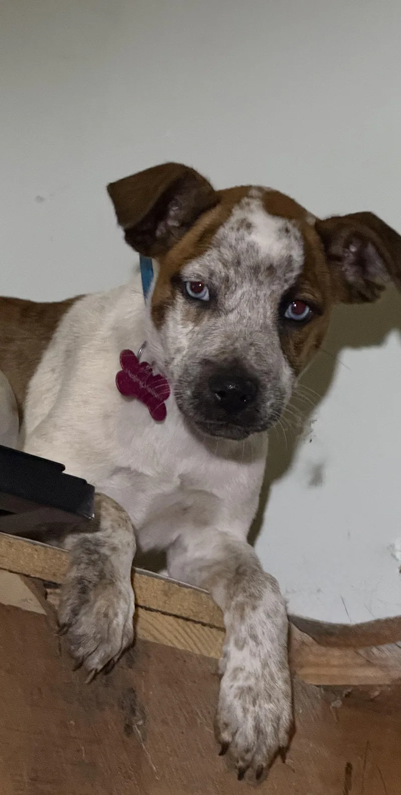 A baby medium-sized female Boxer dog named Blue for adoption in Hudson, FL