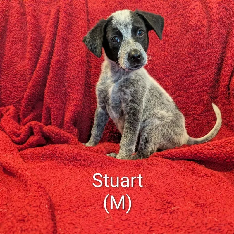 A baby small-sized male Australian Cattle Dog / Blue Heeler dog named Stewart for adoption in Marion, IL