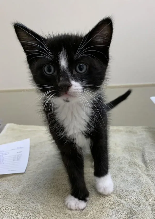 A baby small-sized male Domestic Short Hair cat named Hamburglar for adoption in Santa Rosa, CA