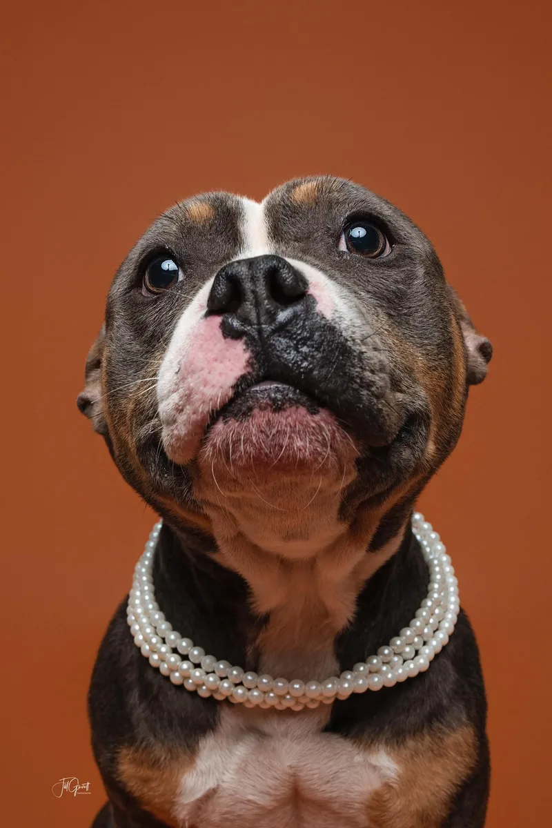 A young medium-sized female American Bully dog named Dolly the pocket pittie for adoption in Houston, TX