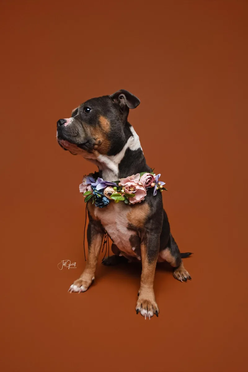 Dolly the pocket pittie thumbnail 5