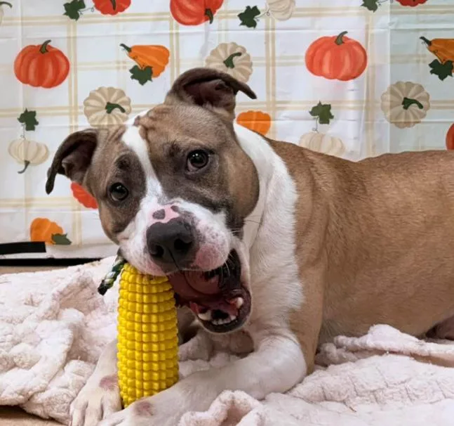 An adult large-sized male Pit Bull Terrier dog named Corn Cob for adoption in Martinsville, VA