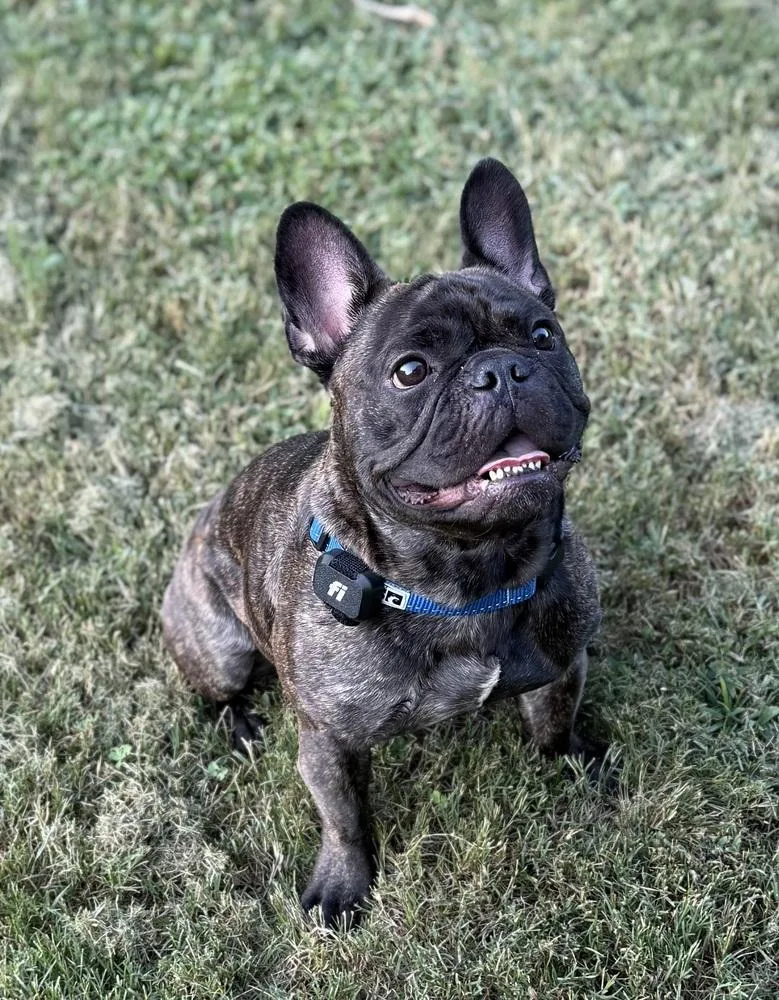 Ozzy
