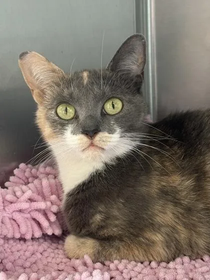 An adult large-sized female Domestic Short Hair cat named Dill for adoption in West Chester, PA