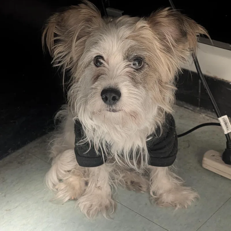 An adult small-sized male White / Cream Mixed Breed dog named Mr Bean for adoption in Philadelphia, PA