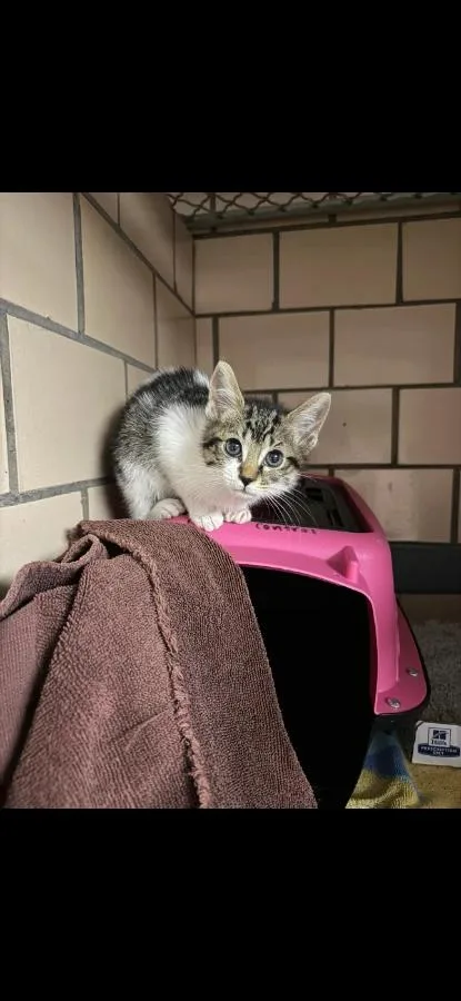 A baby medium-sized female Tabby (Brown / Chocolate) Domestic Short Hair cat named Brick for adoption in Cleveland, OH