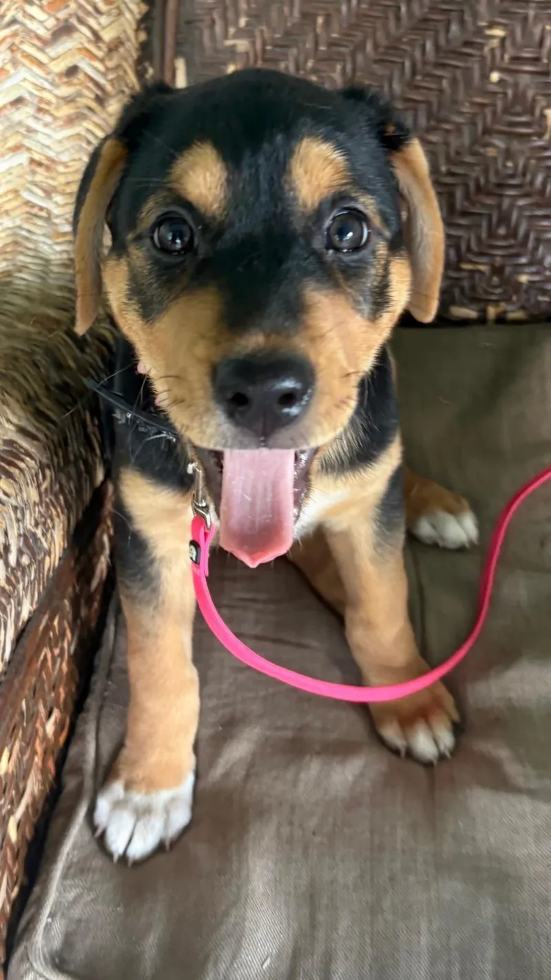 A baby medium-sized female Tricolor (Brown, Black, & White) Hound dog named Bonnie for adoption in Manvel, TX