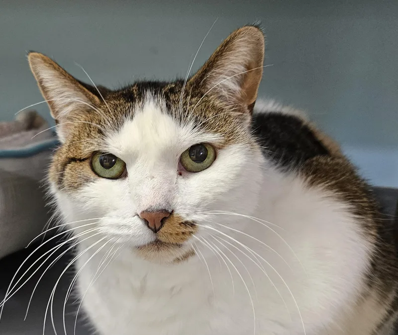 An adult medium-sized female Tabby (Brown / Chocolate) Domestic Short Hair cat named Frances for adoption in Washburn, WI