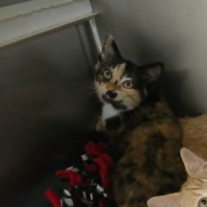 A baby medium-sized female Calico Domestic Short Hair cat named Gelato for adoption in Orange, VA