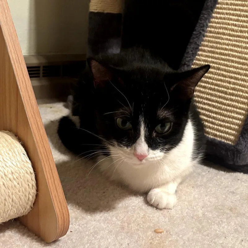 An adult medium-sized male Black Domestic Short Hair cat named Elvis for adoption in Middleton, WI