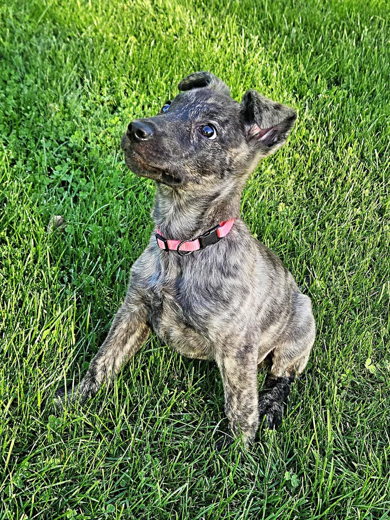 A baby medium-sized female Brindle Retriever dog named Serenity for adoption in Schaumburg, IL