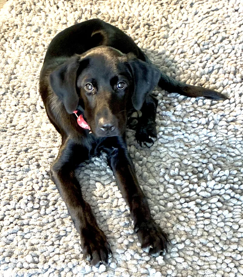 Harper