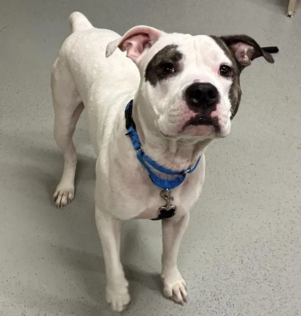 An adult medium-sized male Mixed Breed dog named Handsome Piggie for adoption in Ridgewood, NY