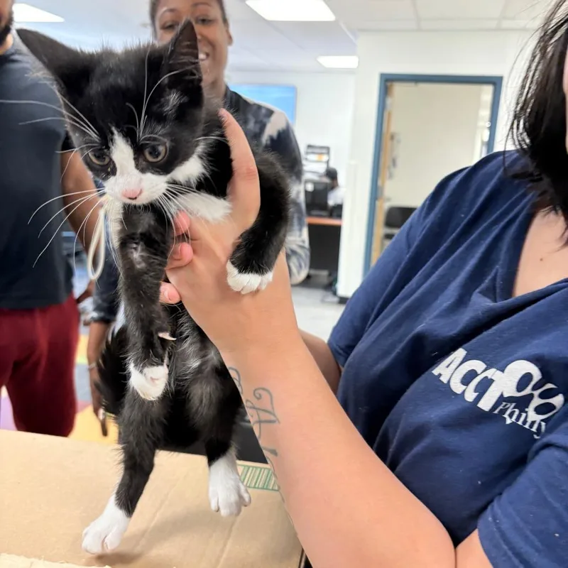 A baby small-sized female Black Domestic Short Hair cat named Kiba for adoption in Philadelphia, PA