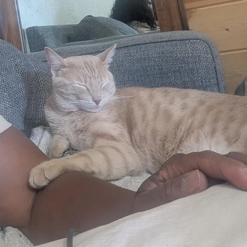 A young small-sized male Cream / Ivory Domestic Short Hair cat named CaramelMel Home to for adoption in South Elgin, IL