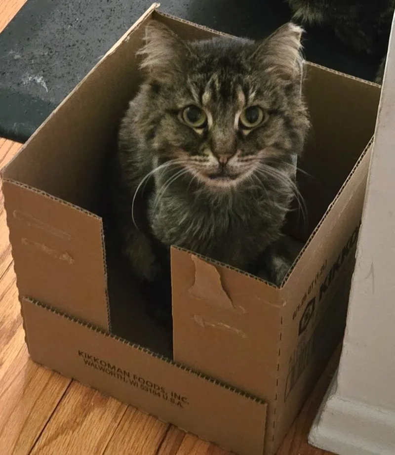 An adult medium-sized female Domestic Short Hair cat named Bitsy for adoption in Rockaway, NJ