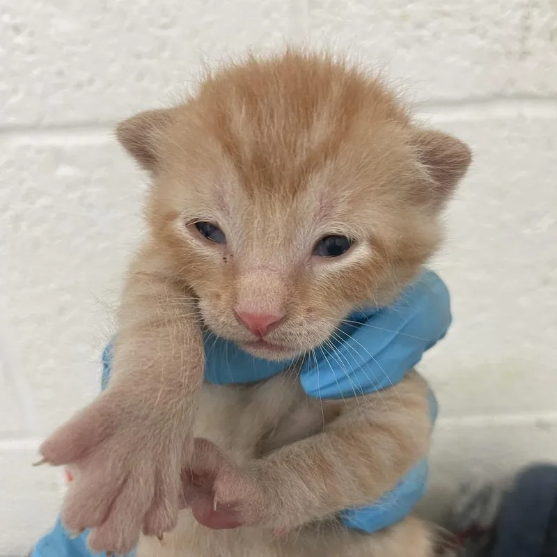A baby small-sized male Domestic Short Hair cat named Grande for adoption in Edinburg, TX