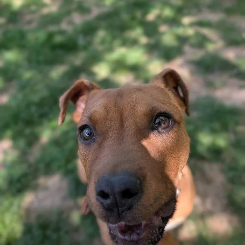Tobias