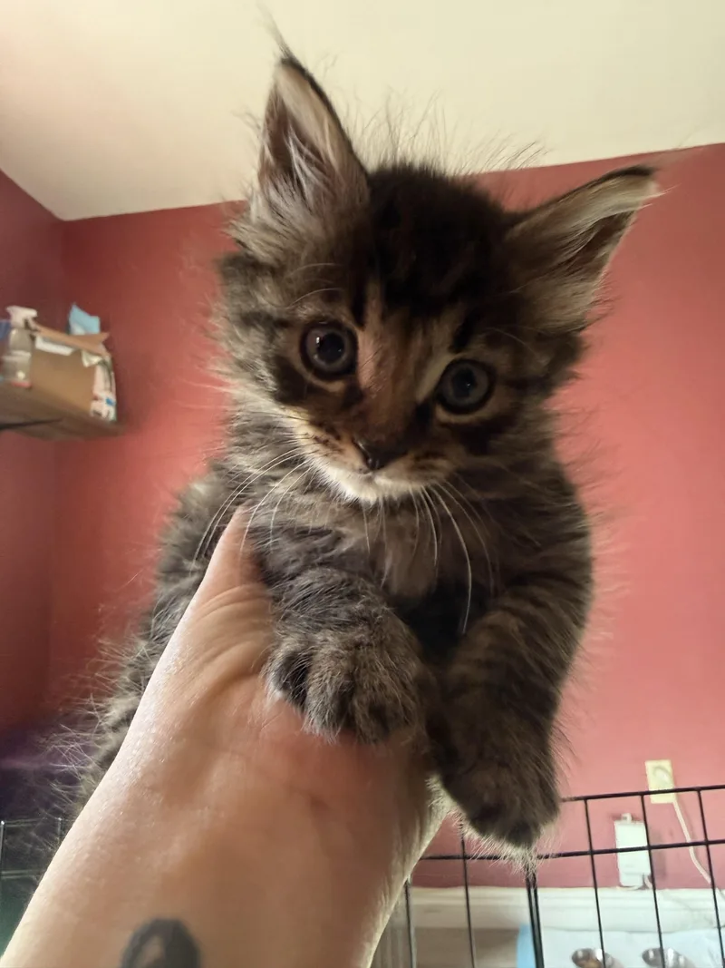 A baby small-sized male Domestic Medium Hair cat named Ash for adoption in Long Beach, CA