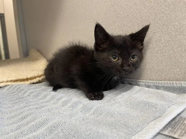 A baby small-sized female Domestic Short Hair cat named Ladybird for adoption in Auburn, CA