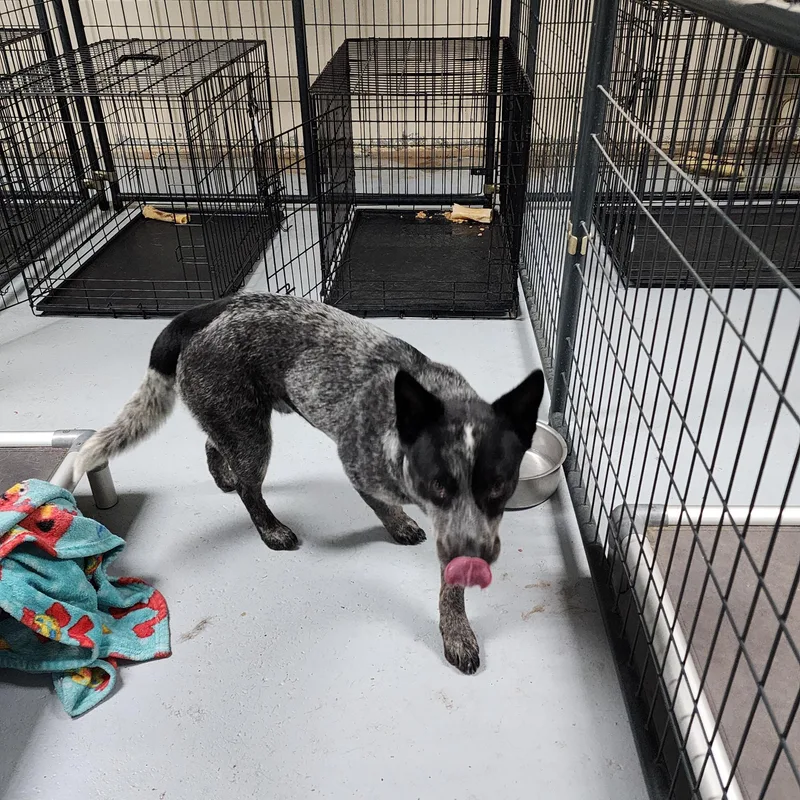 A young medium-sized male Gray / Blue / Silver Australian Cattle Dog / Blue Heeler dog named Turbo for adoption in Horseshoe Bend, AR