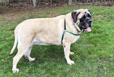 An adult extra large-sized male Yellow / Tan / Blond / Fawn Mastiff dog named Sarge Bonded To Wyatt for adoption in Stanwood, WA