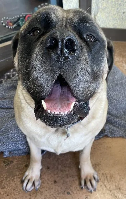 Sarge Bonded To Wyatt thumbnail 2